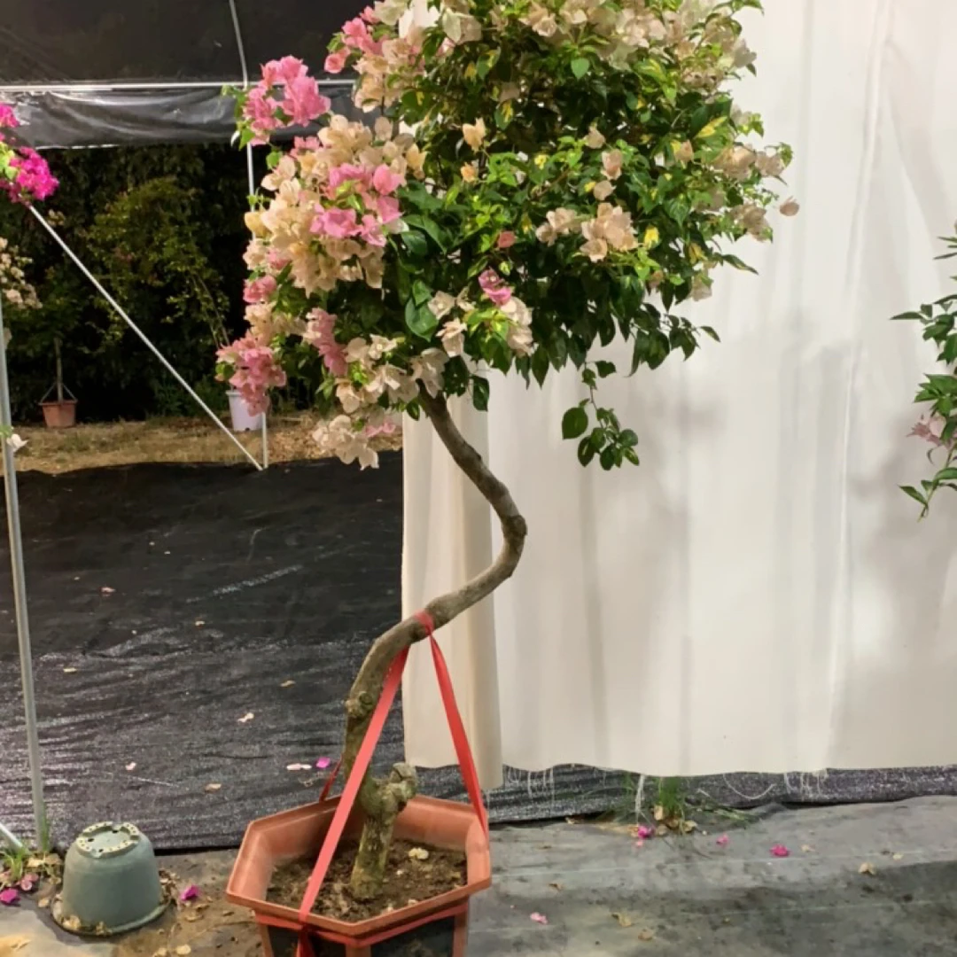 金心橙白三角梅四季开花