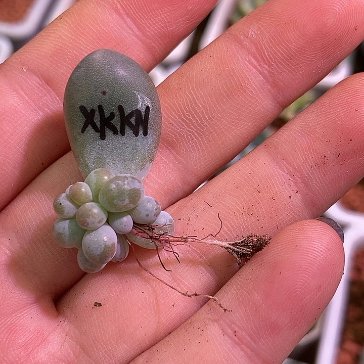 香可可奶酪锦基因多肉