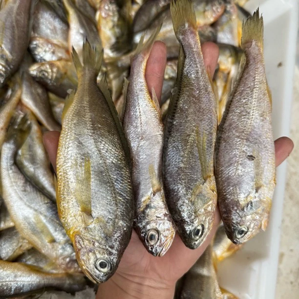 【鲜货】当地黄花鱼-四斤顺丰包邮