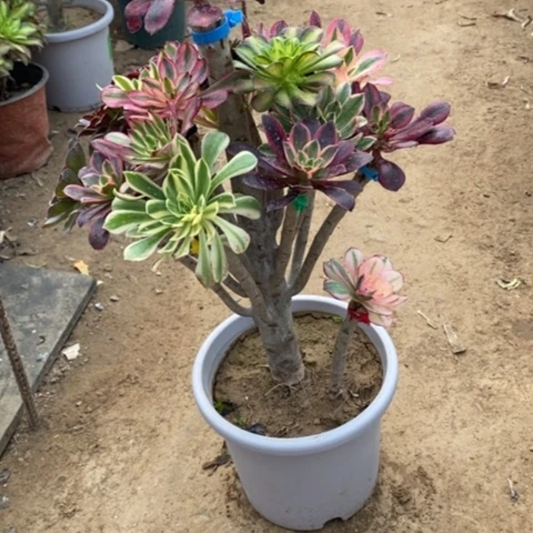 058嫁接多肉法师