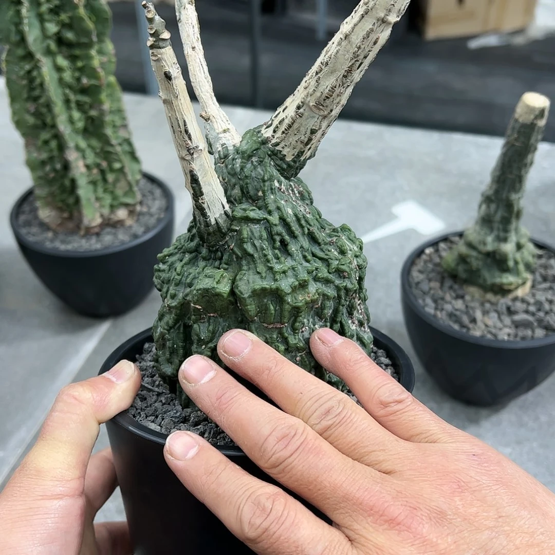 G*T红叶西番莲88888888