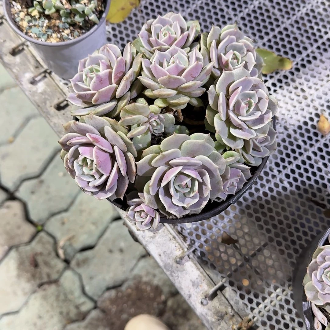 大号露娜莲多肉植物