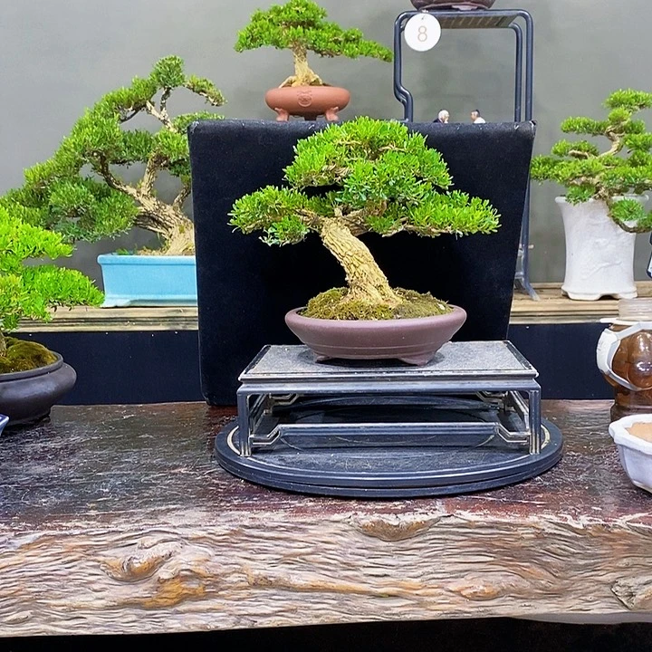 无花朵黄杨盆景四季常青