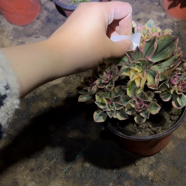吴*菡青花瓷多肉一物一拍180