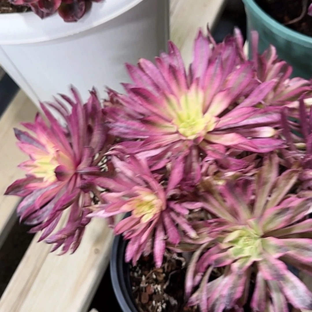 【闪购商品】法师多肉