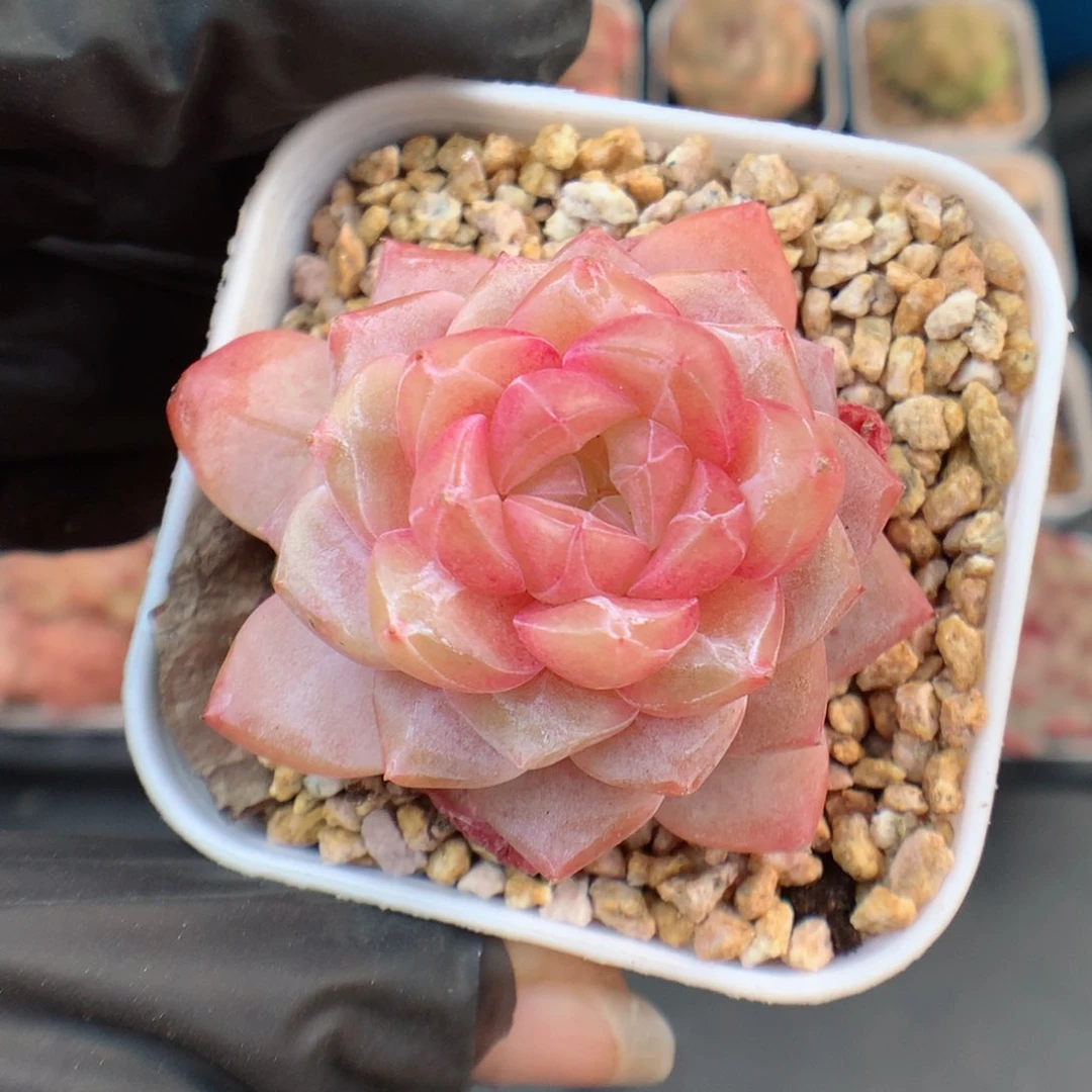 多肉植物。 糖心55