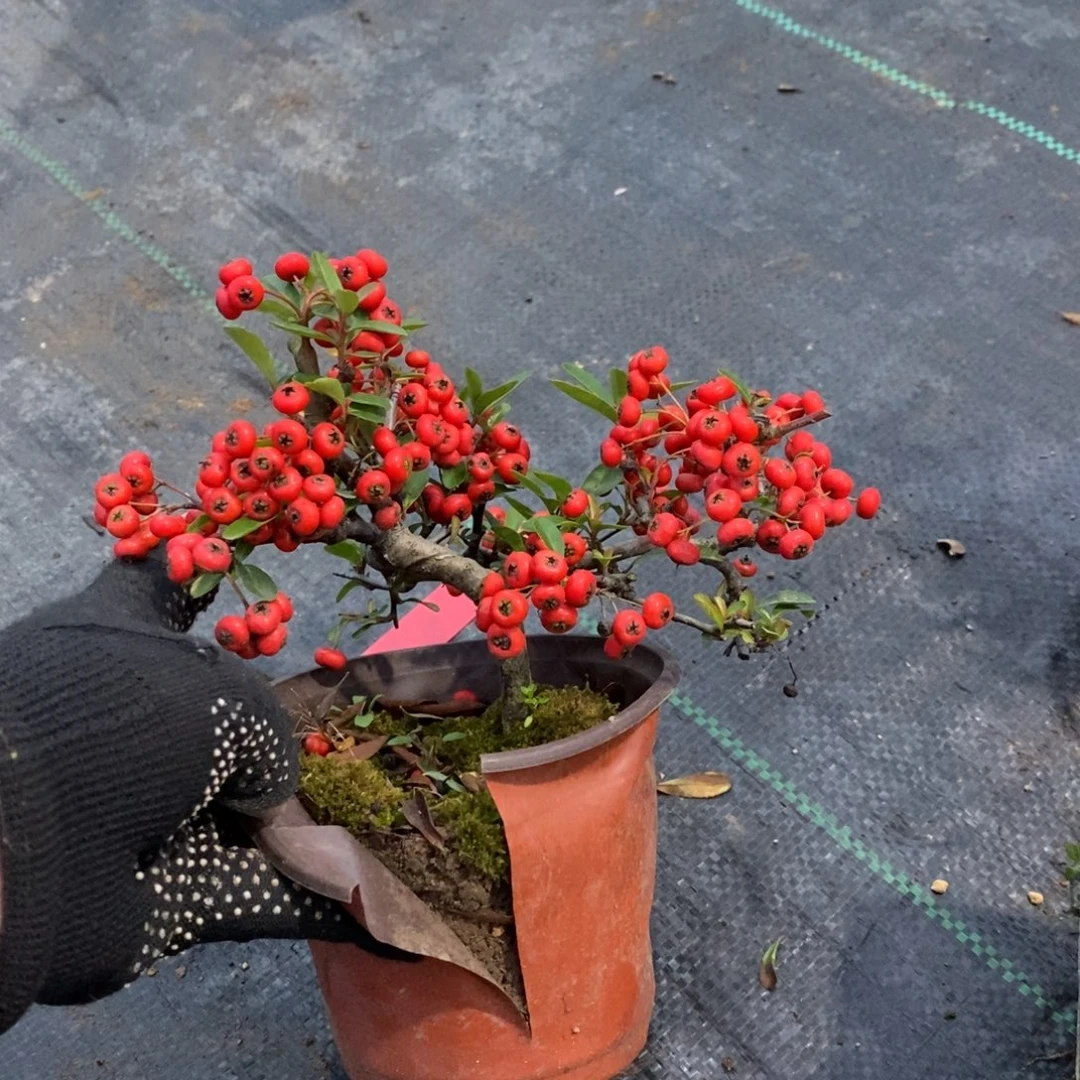 小***子无花朵盆景盆景25