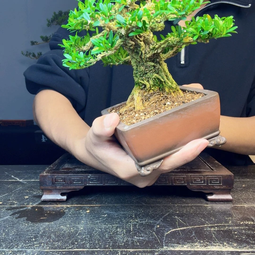 王***湋无花朵黄杨盆景一物一拍