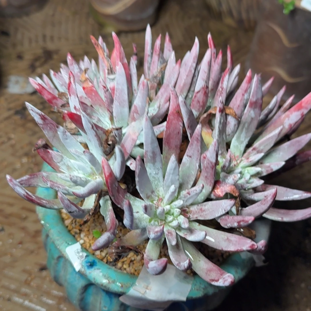 6007刘丹杂交多肉