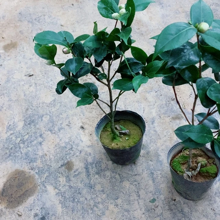 完全开放超五多色