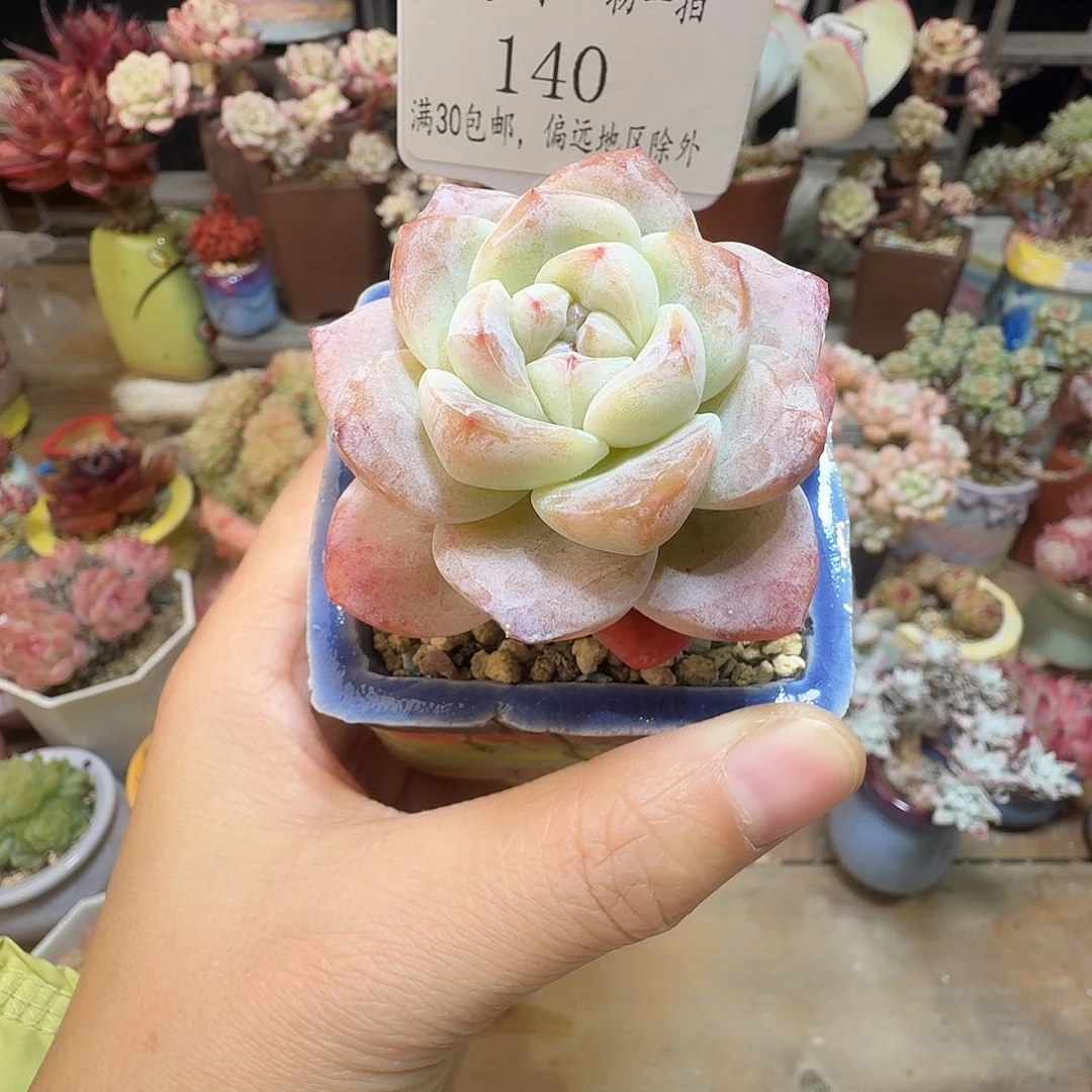 140 一物一拍含盆土