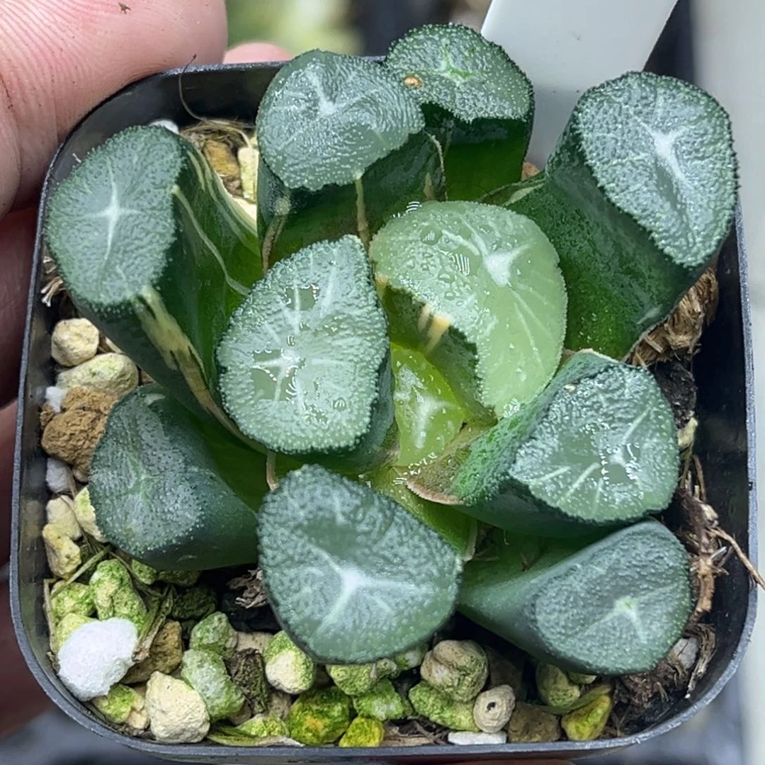 42玉龙万象锦头家多肉十二卷