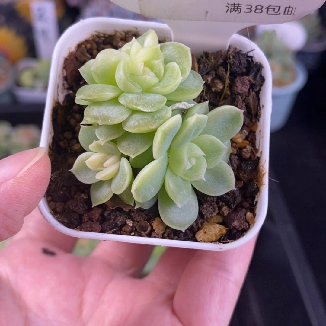 翡翠流心四头群一颗65号