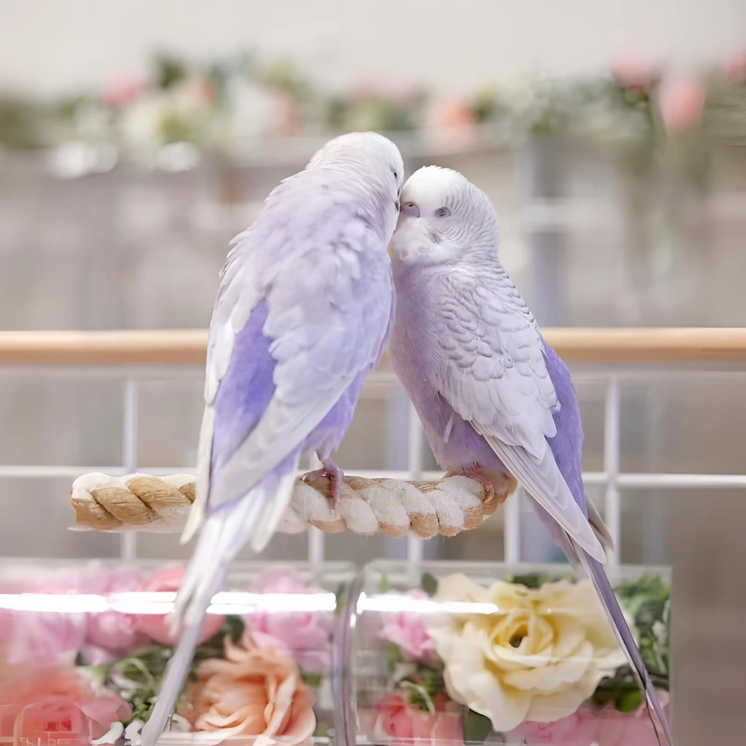 精品大头鹦鹉宠物鸟