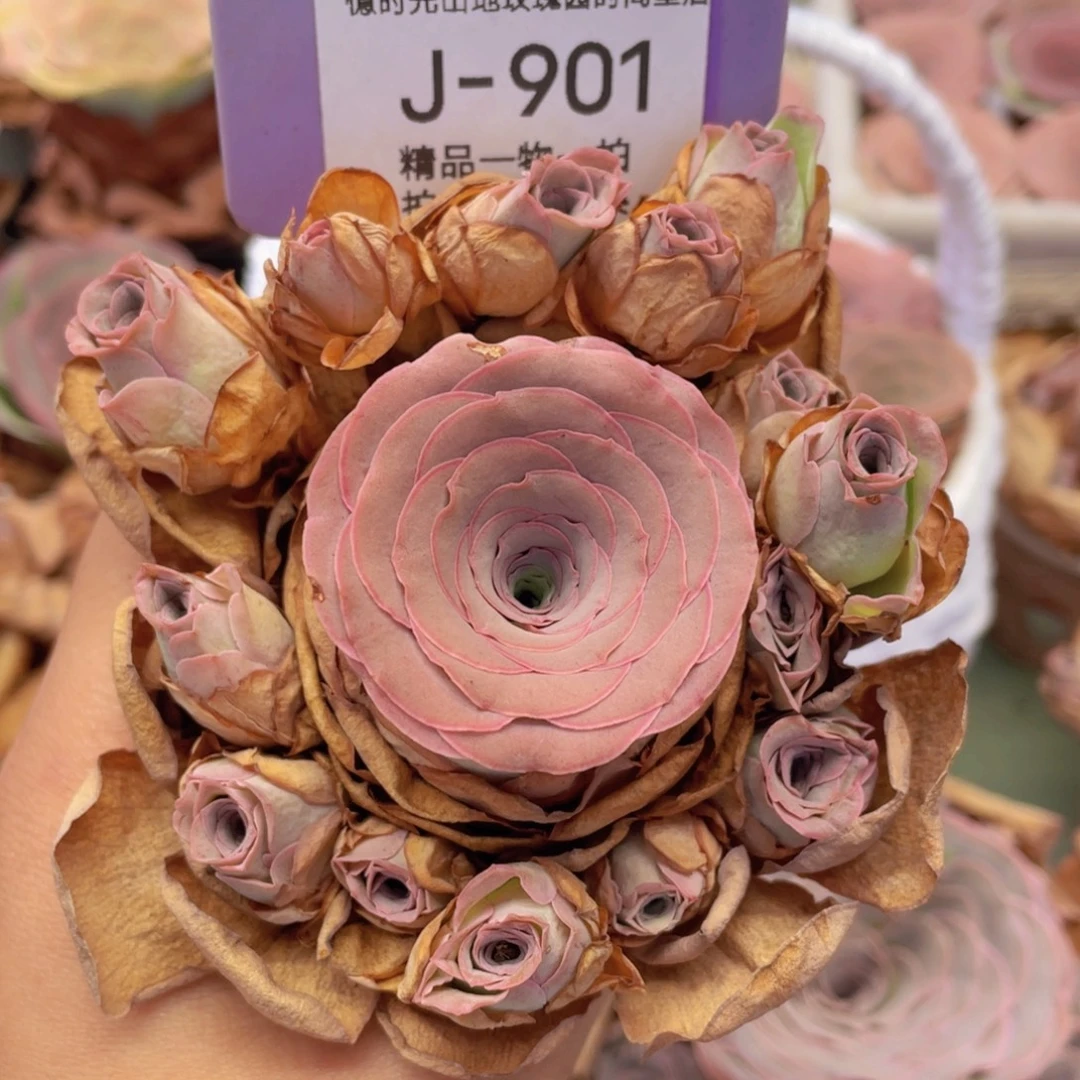 山地玫瑰J901断枝不包损不售后