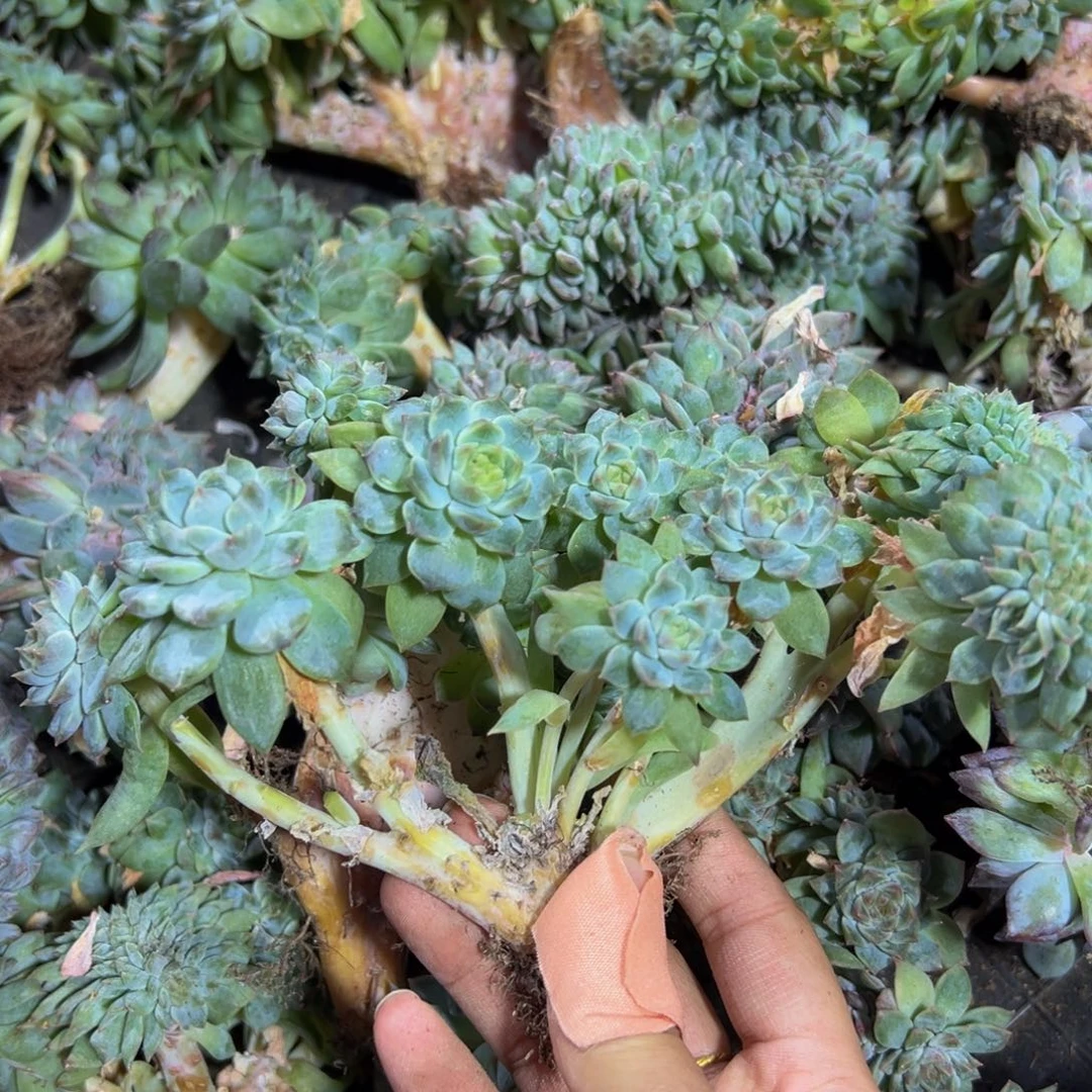 黄粉冰魄缀微瑕 天天开心