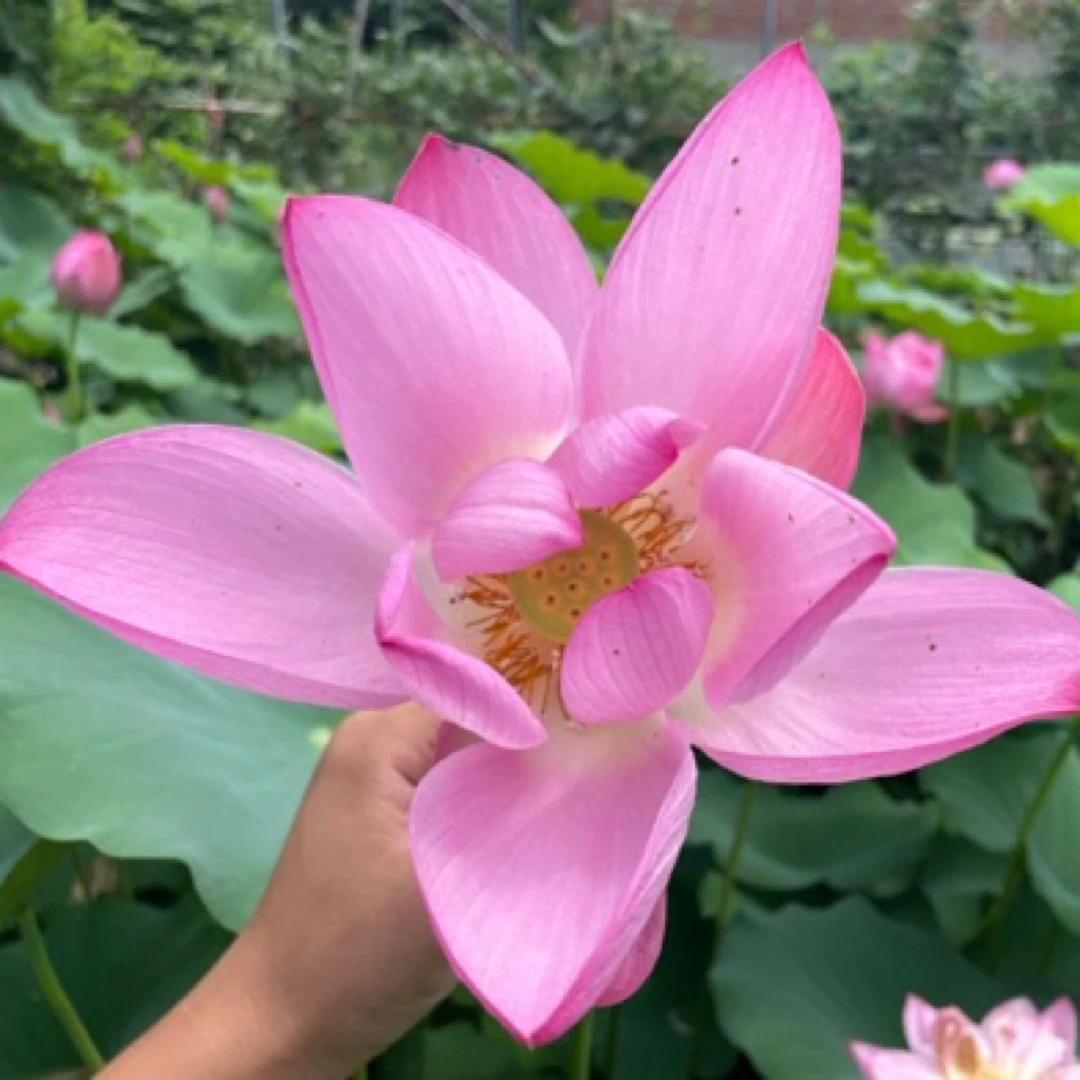 池塘工程苗 景观池塘公园荷花种藕