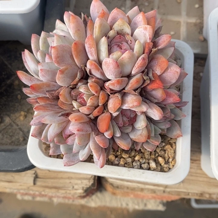 悠*?多肉乐园精品星影