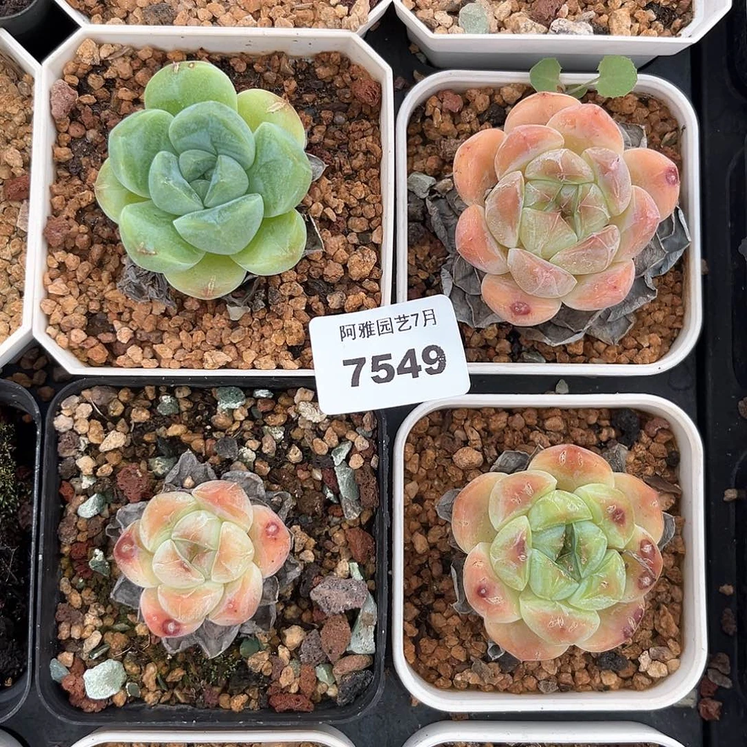 阿雅园艺。     7549