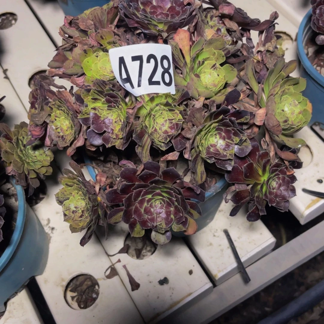 梅花法师7////45包邮