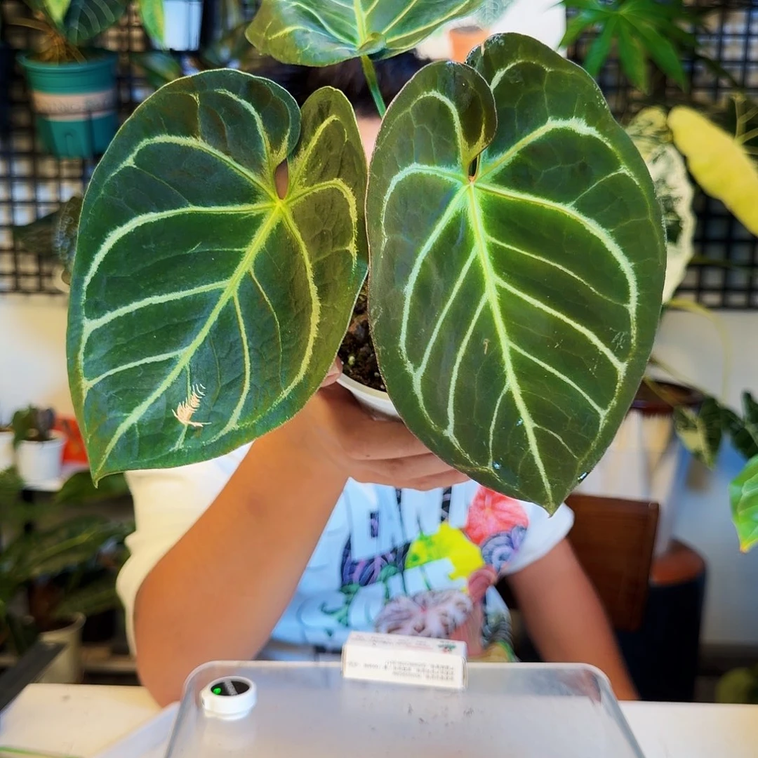 完全开放H136kos杂华丽