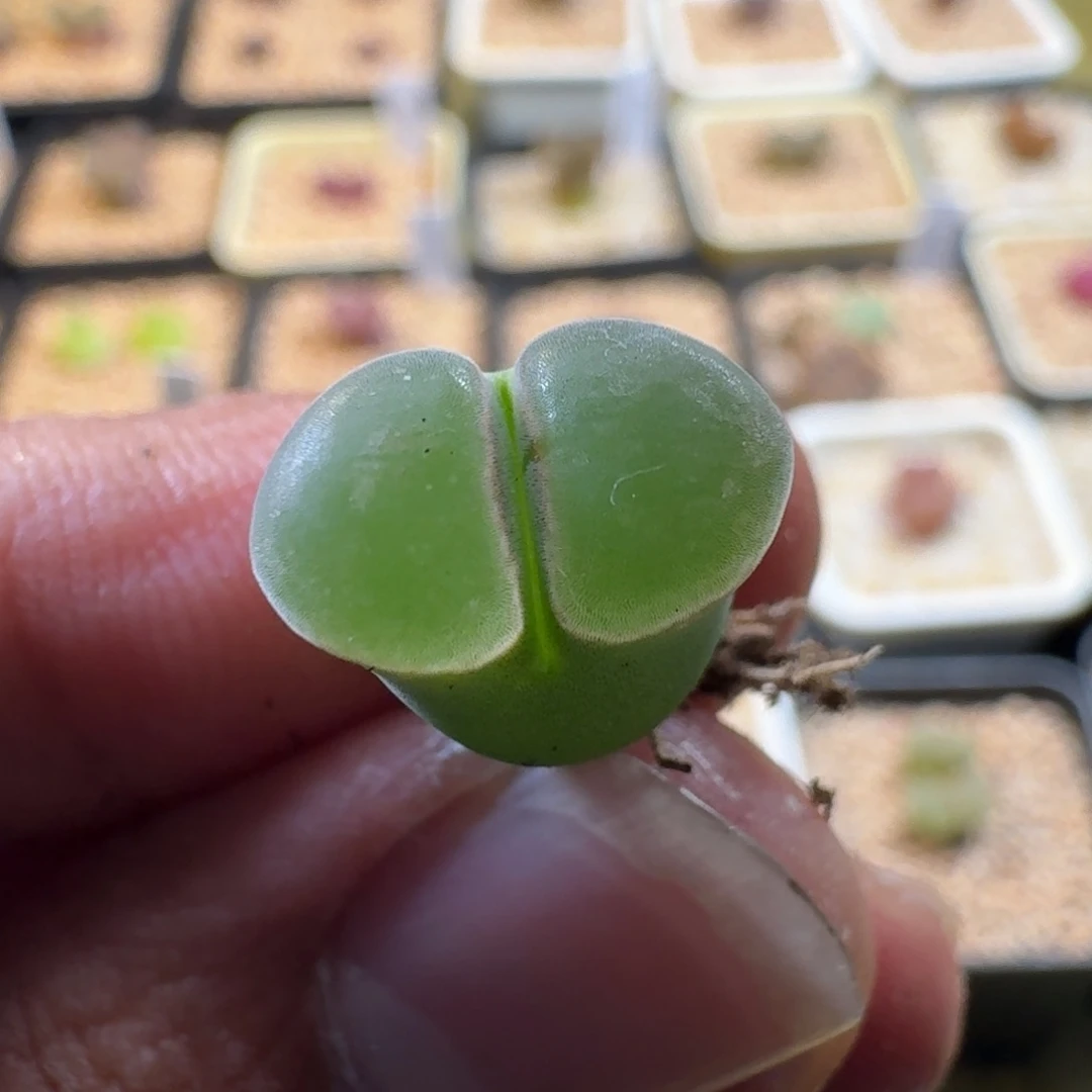 唯***一云缦精品番杏3.20