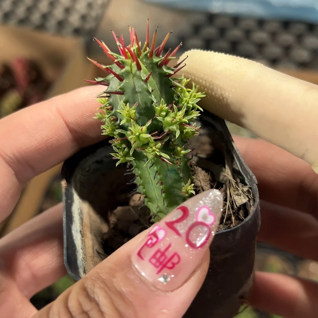 红刺麒麟有根发货有根