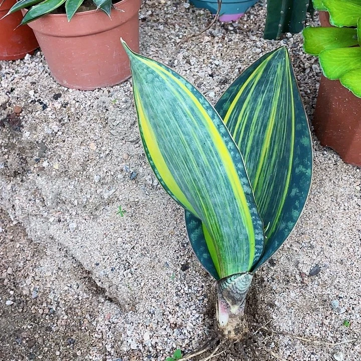 完全开放30cm宝镜