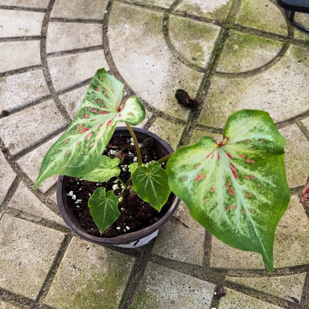 *****完全开放一物一拍8037