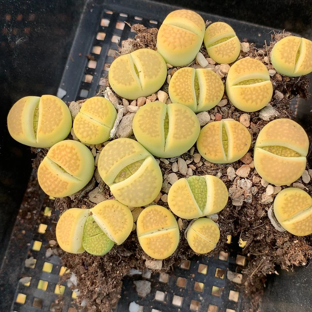 殷**婆B470多肉植物保护研究所