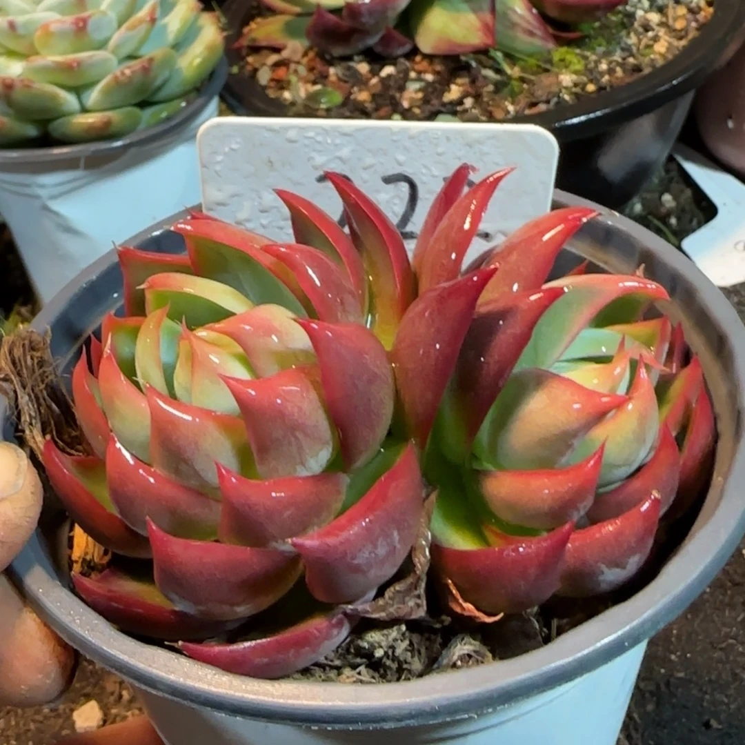 惊鸿一物一拍包装收缩花旱222