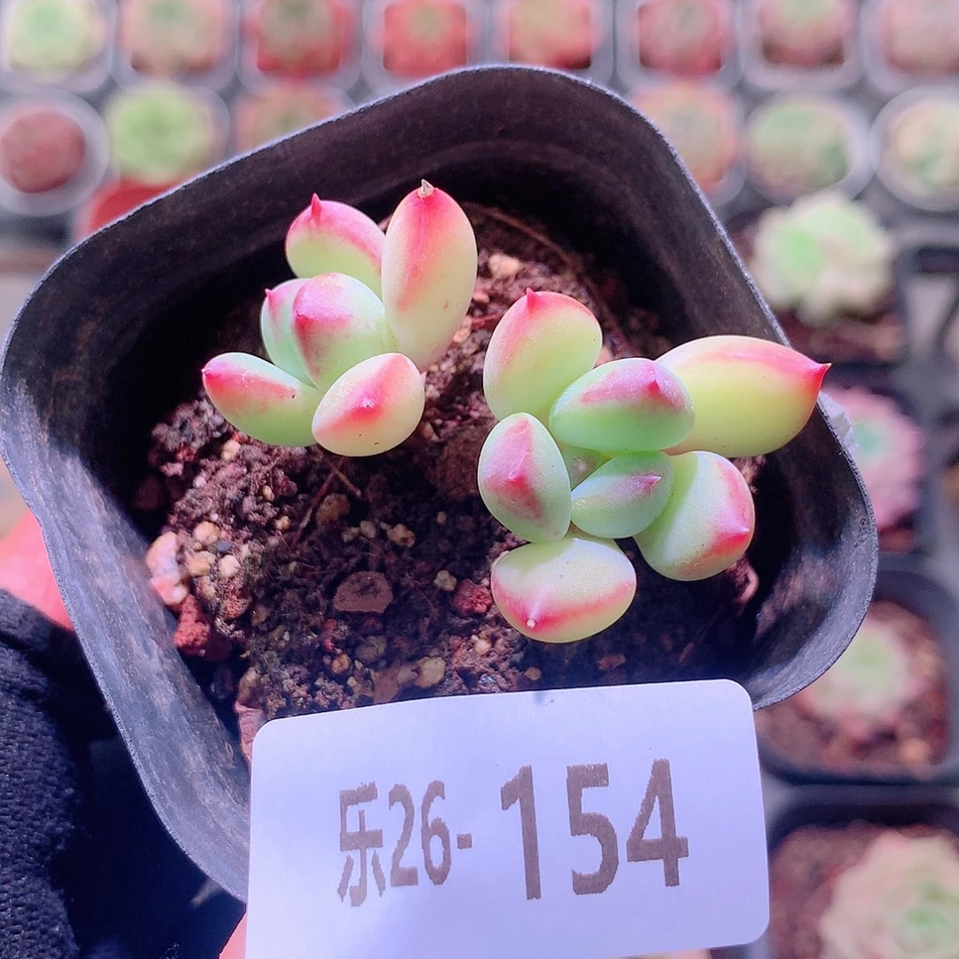 乐然26-154 蜜糖双头