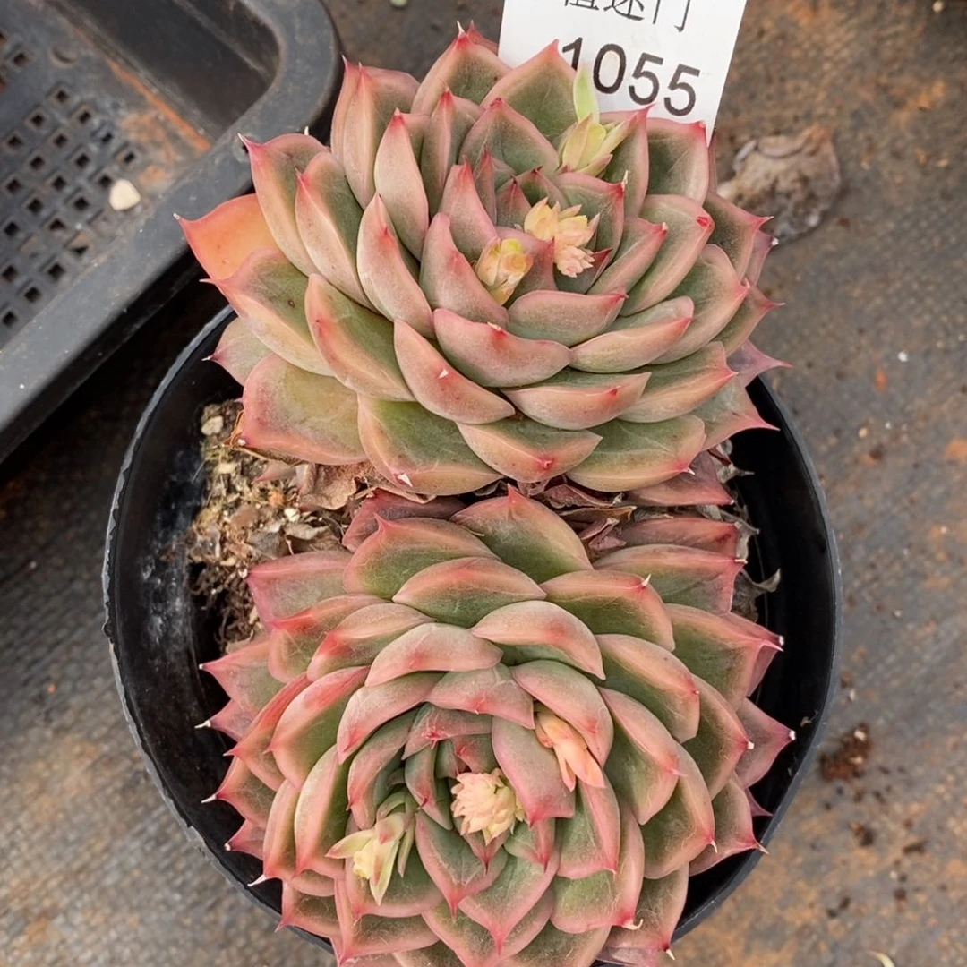 乔*板杂交精品多肉1055