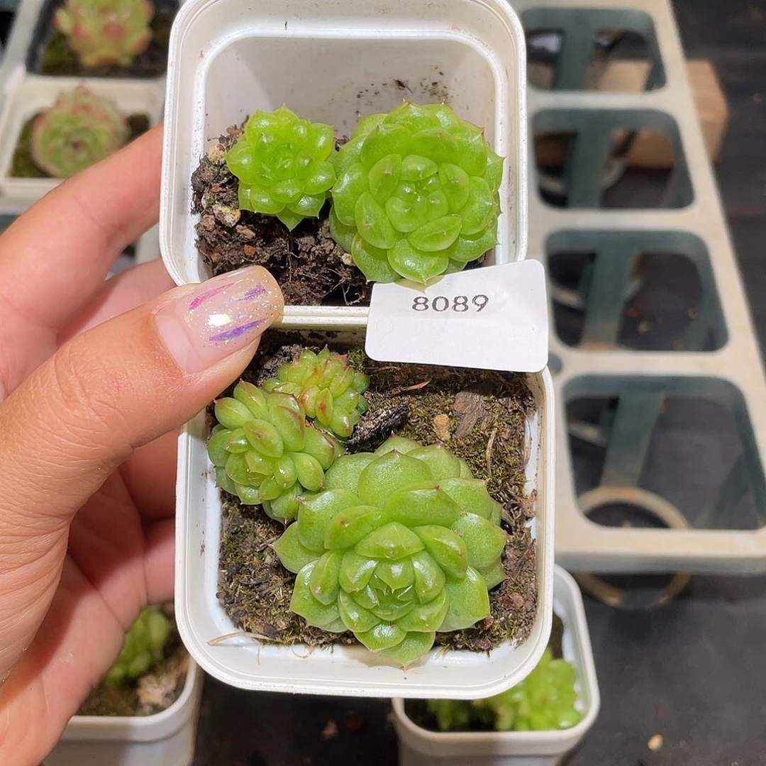 珊***珊8089。 2 棵灯泡珍妮。