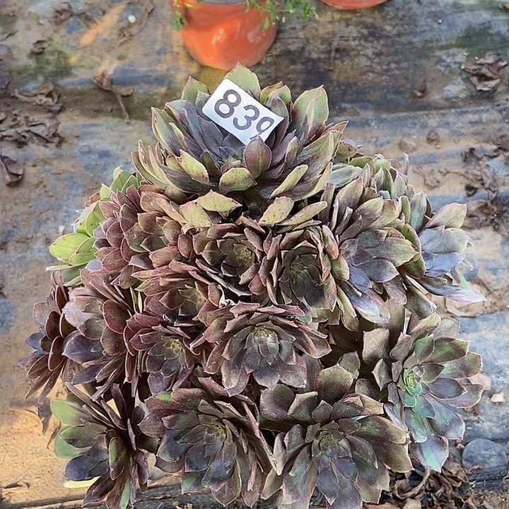 千面男爵839多肉不包断