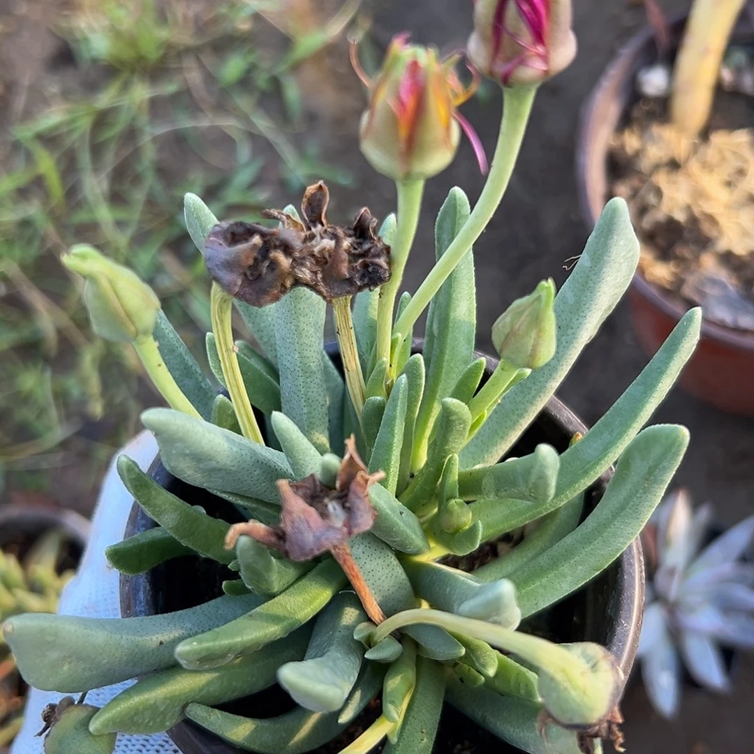 黄花奔龙儿多摸摸摸摸