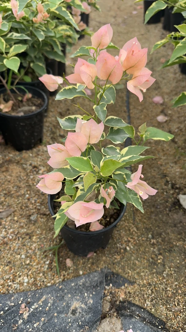 牙签苗原生金边马斯