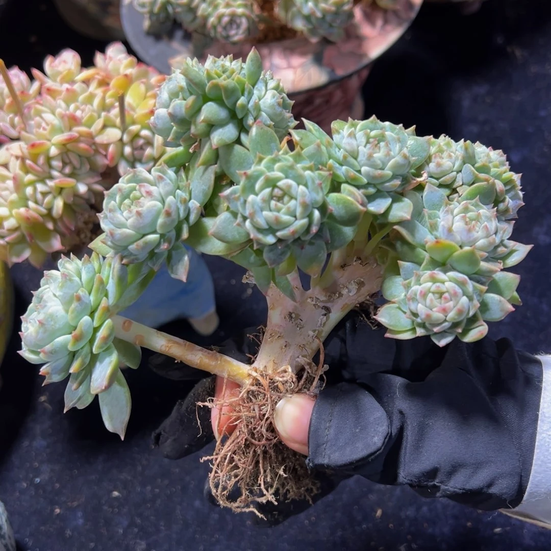 粉心冰魄缀12朵朵缀