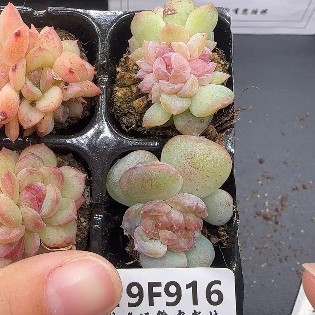 916糖心缀化两颗鼻屎苗