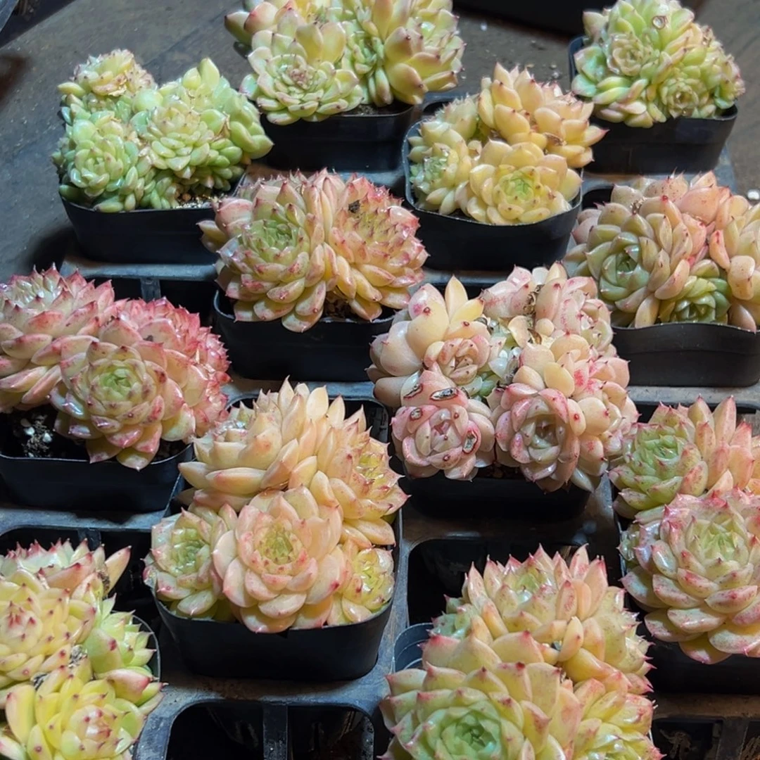 唐***姐815多肉葡萄的价格是