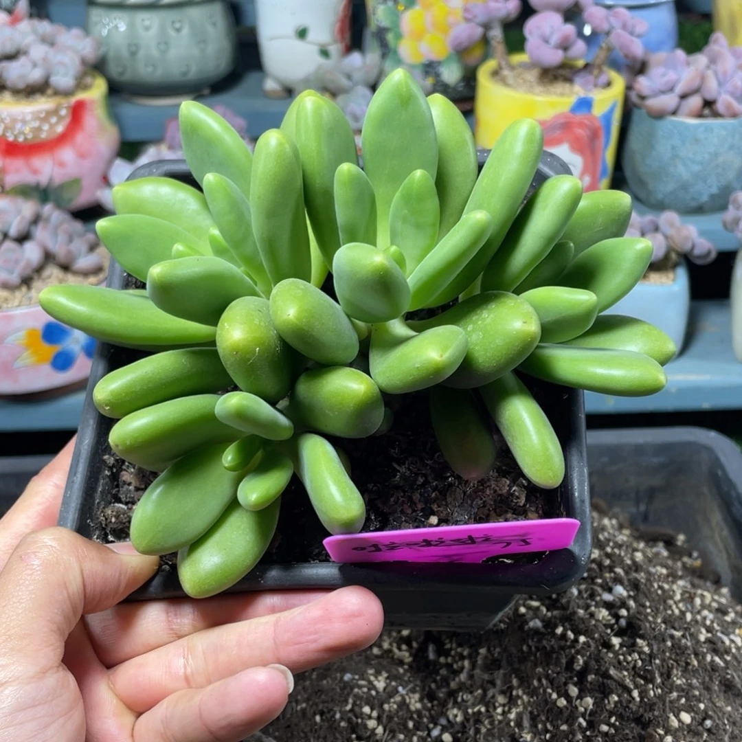 啦**～正版芒果奶多肉植物