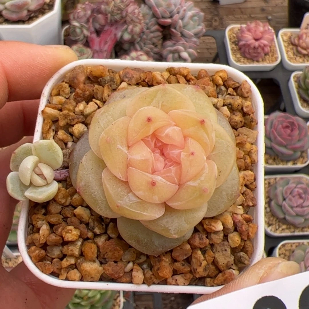 小*嗝032 多肉植物组合盆栽