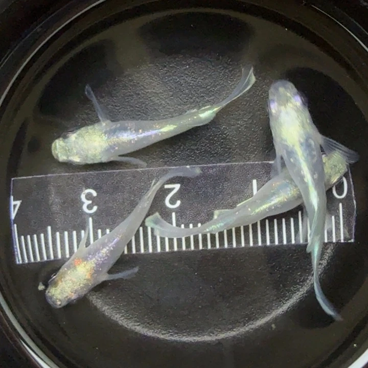 青鳉鱼紫金极龙26号