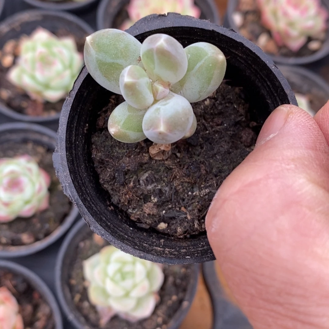 精品多肉一物一拍不包整172