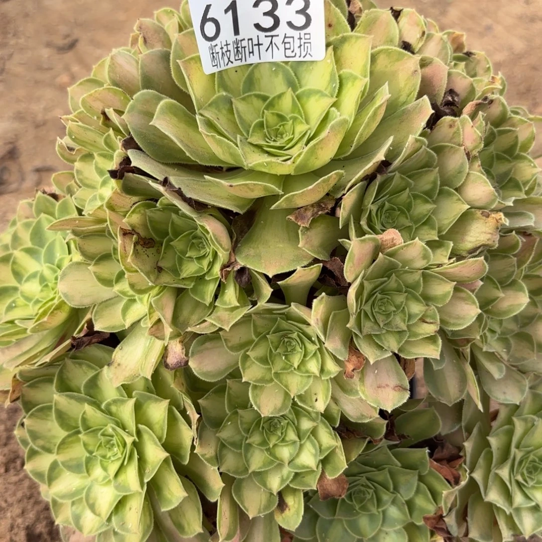 韶华多肉植物13-6134
