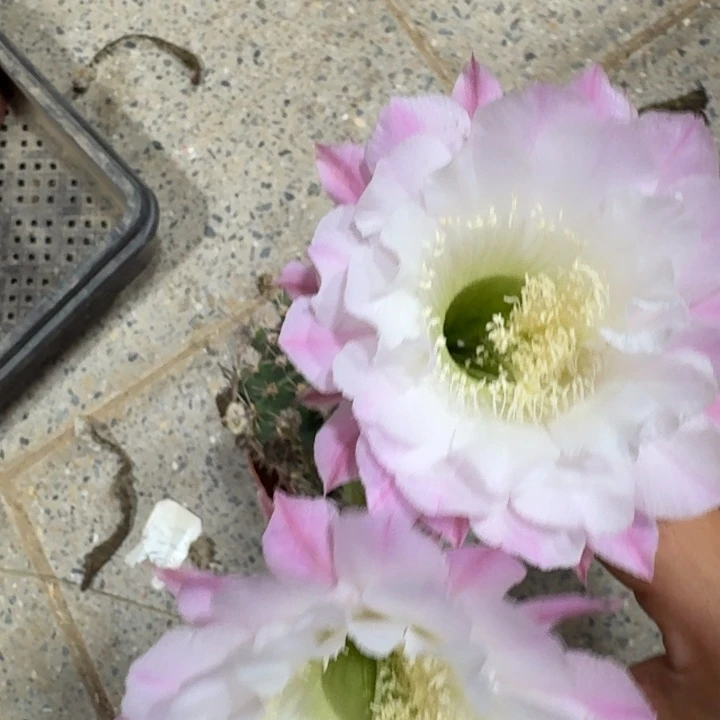 256彩草根掰花脱土发货斑软
