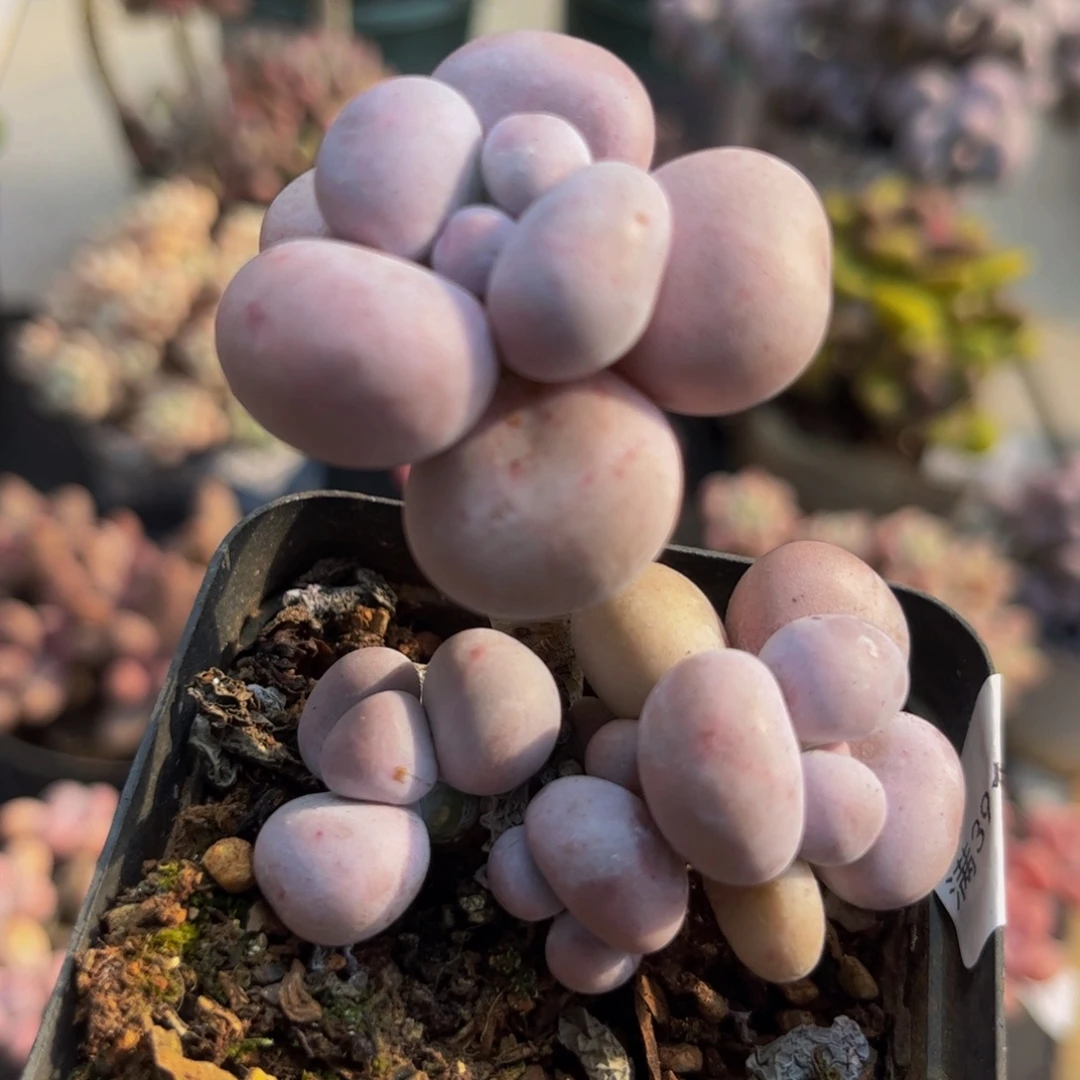 201芭比奶酪5cm多肉植物