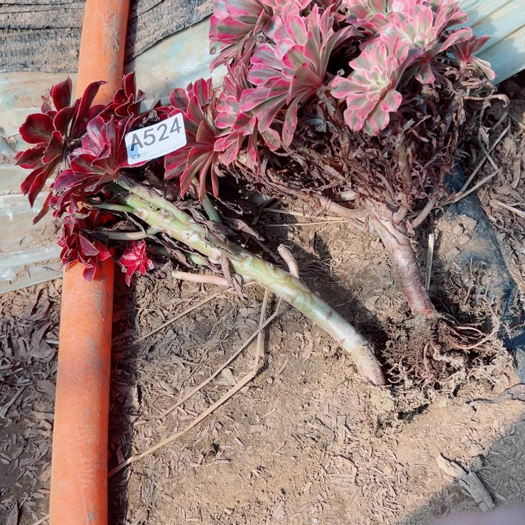 萍***姐524两颗组合多肉植物法师