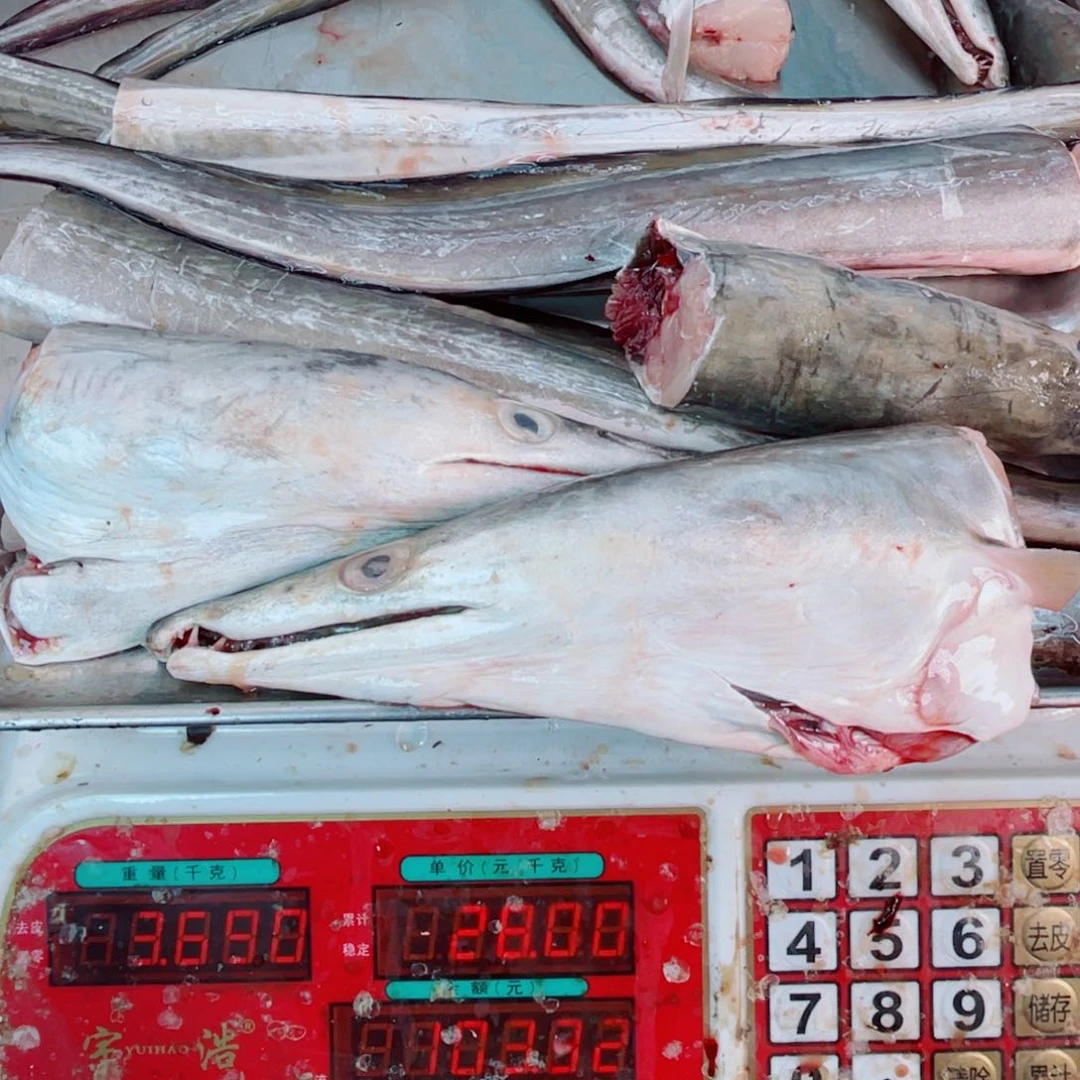 中国大陆三头三尾鳗鱼