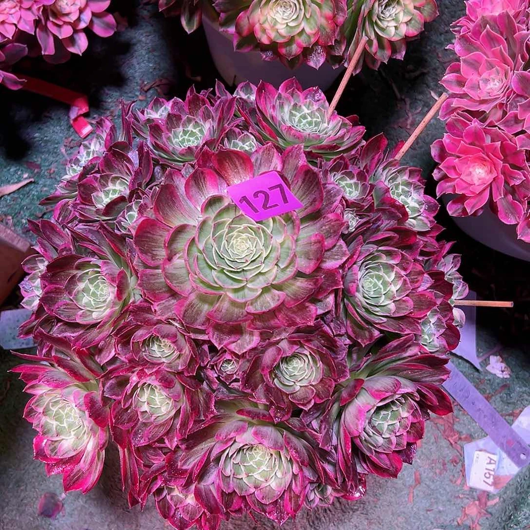 127万彩灯法师多肉植物